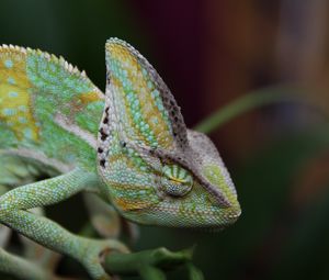 Preview wallpaper chameleon, reptile, color
