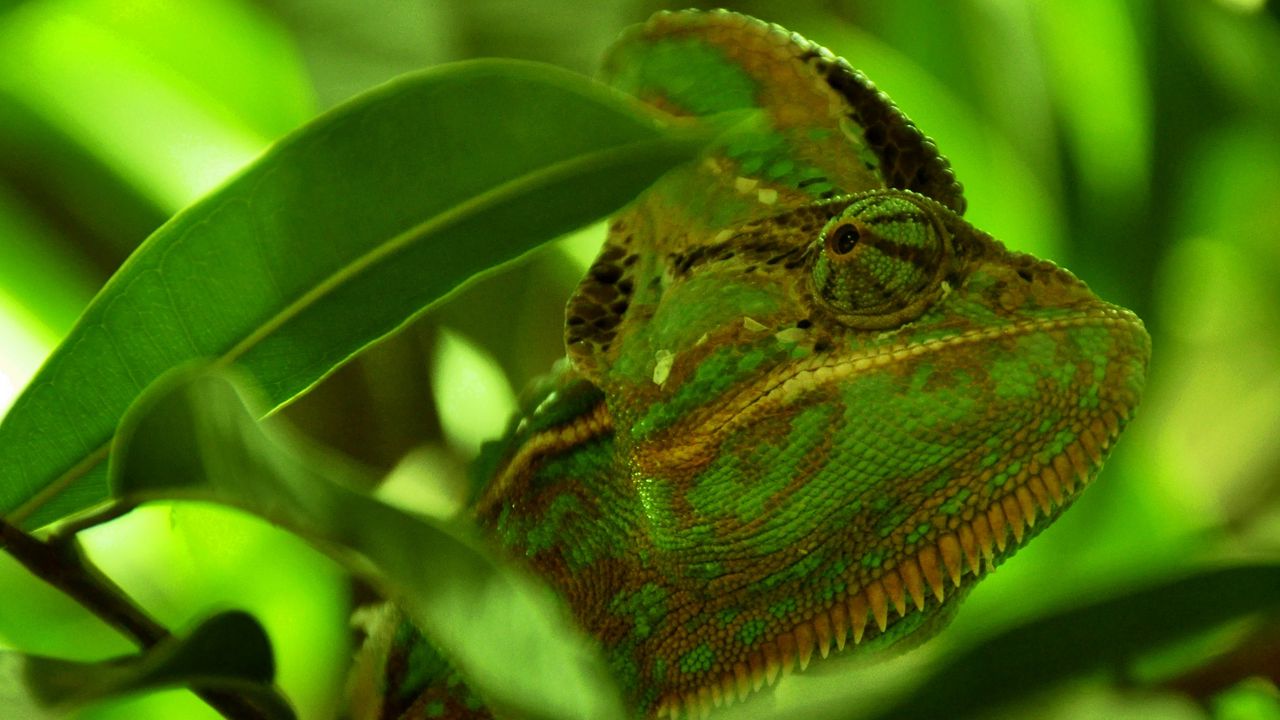 Wallpaper chameleon, reptile, color, leaves