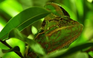 Preview wallpaper chameleon, reptile, color, leaves