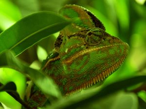 Preview wallpaper chameleon, reptile, color, leaves
