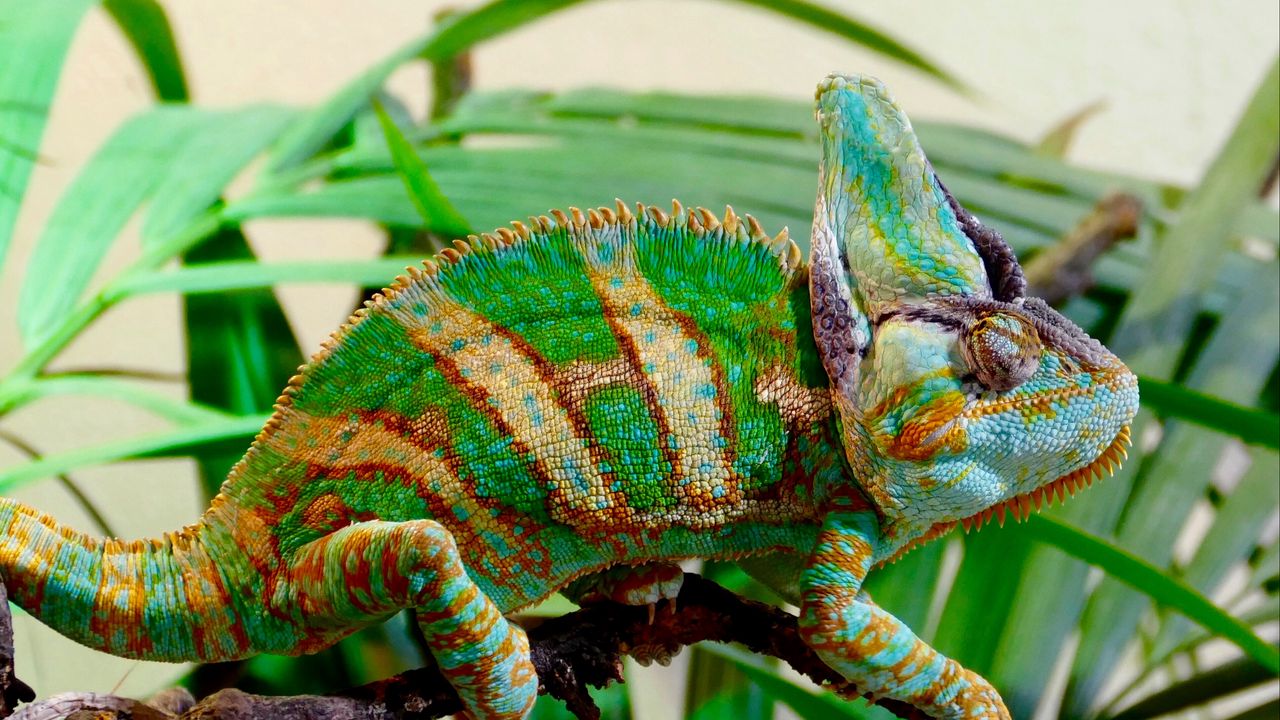 Wallpaper chameleon, reptile, color