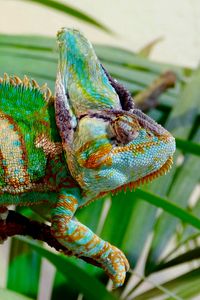 Preview wallpaper chameleon, reptile, color