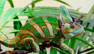 Preview wallpaper chameleon, reptile, color