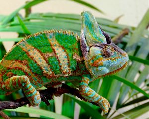 Preview wallpaper chameleon, reptile, color