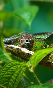 Preview wallpaper chameleon, reptile, color, bright