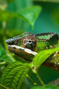 Preview wallpaper chameleon, reptile, color, bright