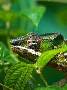Preview wallpaper chameleon, reptile, color, bright