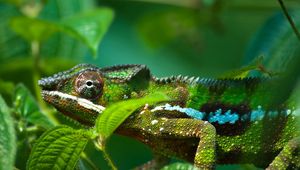 Preview wallpaper chameleon, reptile, color, bright