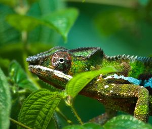 Preview wallpaper chameleon, reptile, color, bright