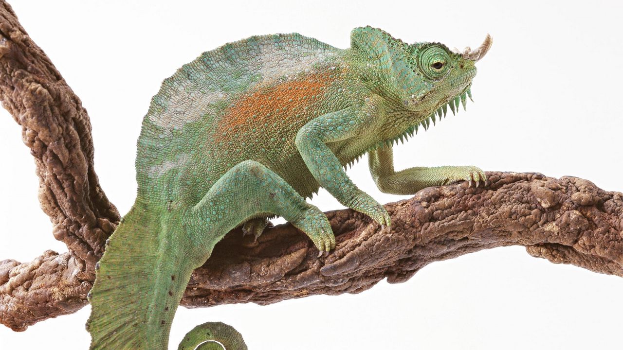 Wallpaper chameleon, reptile, color, tail