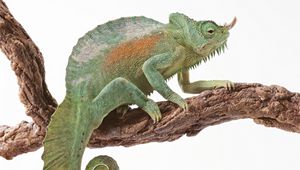 Preview wallpaper chameleon, reptile, color, tail