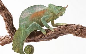 Preview wallpaper chameleon, reptile, color, tail