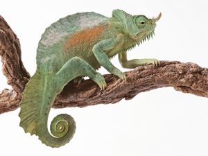 Preview wallpaper chameleon, reptile, color, tail