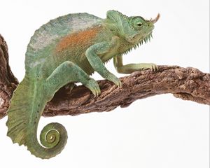 Preview wallpaper chameleon, reptile, color, tail