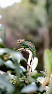 Preview wallpaper chameleon, reptile, cute