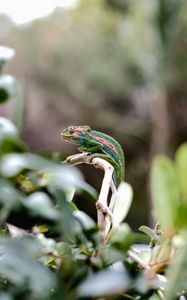 Preview wallpaper chameleon, reptile, cute