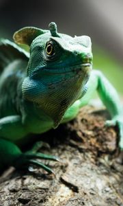 Preview wallpaper chameleon, reptile, cute, green