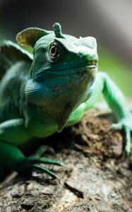 Preview wallpaper chameleon, reptile, cute, green