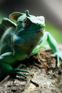 Preview wallpaper chameleon, reptile, cute, green