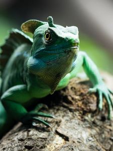 Preview wallpaper chameleon, reptile, cute, green