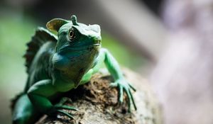 Preview wallpaper chameleon, reptile, cute, green