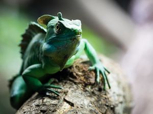 Preview wallpaper chameleon, reptile, cute, green