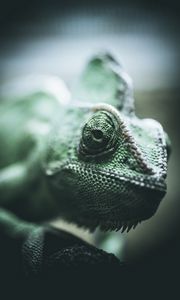 Preview wallpaper chameleon, reptile, eyes, scales