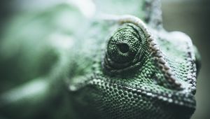 Preview wallpaper chameleon, reptile, eyes, scales