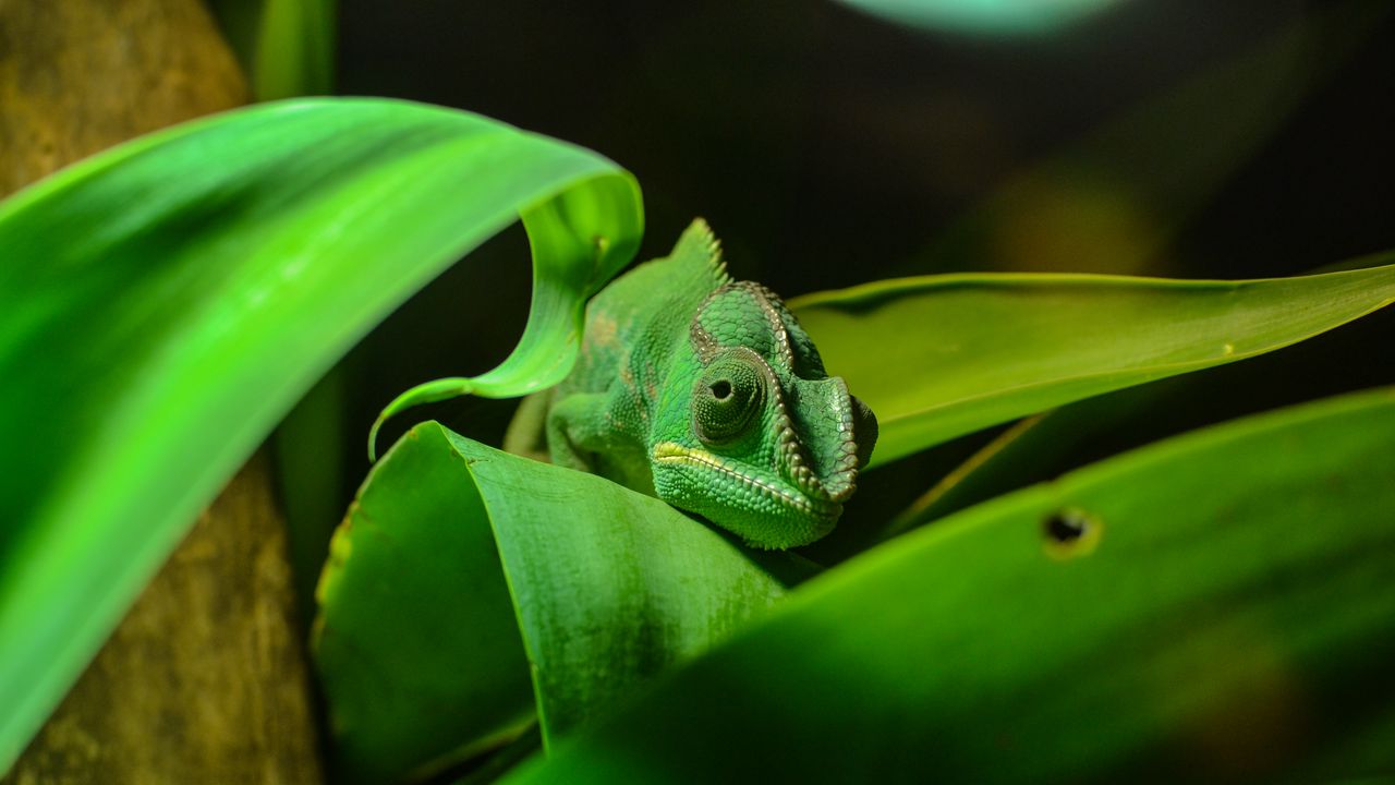 Wallpaper chameleon, reptile, foliage, color, disguise