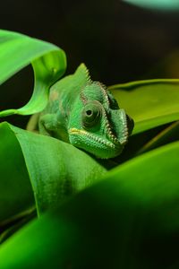 Preview wallpaper chameleon, reptile, foliage, color, disguise