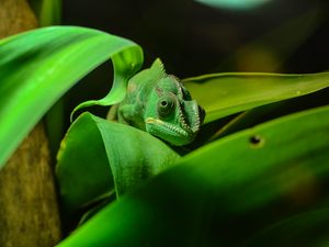 Preview wallpaper chameleon, reptile, foliage, color, disguise