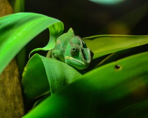 Preview wallpaper chameleon, reptile, foliage, color, disguise