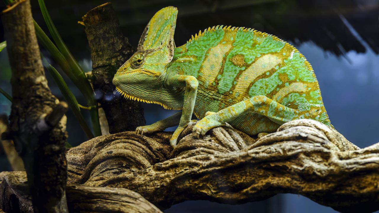 Wallpaper chameleon, reptile, green, mimicry