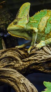 Preview wallpaper chameleon, reptile, green, mimicry