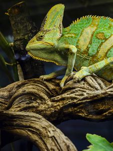 Preview wallpaper chameleon, reptile, green, mimicry