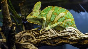 Preview wallpaper chameleon, reptile, green, mimicry