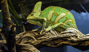 Preview wallpaper chameleon, reptile, green, mimicry