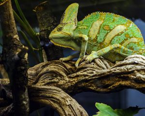 Preview wallpaper chameleon, reptile, green, mimicry