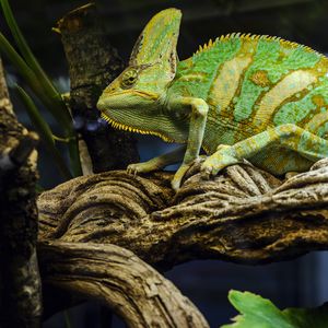 Preview wallpaper chameleon, reptile, green, mimicry