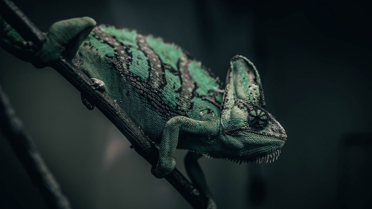 Wallpaper chameleon, reptile, green, mimicry, branch