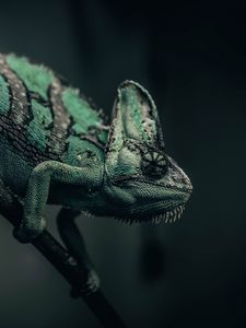 Preview wallpaper chameleon, reptile, green, mimicry, branch