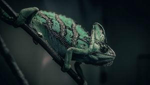 Preview wallpaper chameleon, reptile, green, mimicry, branch