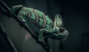 Preview wallpaper chameleon, reptile, green, mimicry, branch