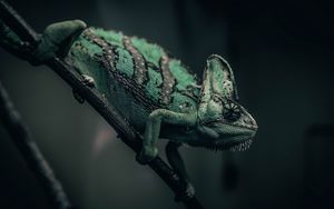 Preview wallpaper chameleon, reptile, green, mimicry, branch