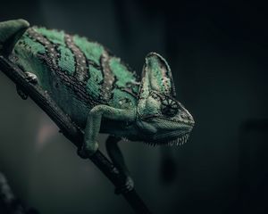 Preview wallpaper chameleon, reptile, green, mimicry, branch