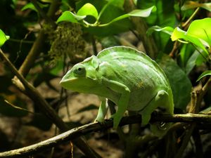 Preview wallpaper chameleon, reptile, green, branch