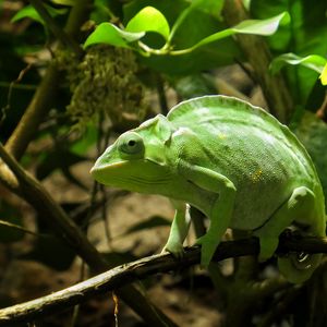 Preview wallpaper chameleon, reptile, green, branch
