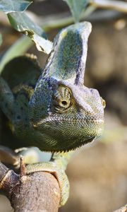 Preview wallpaper chameleon, reptile, lizard