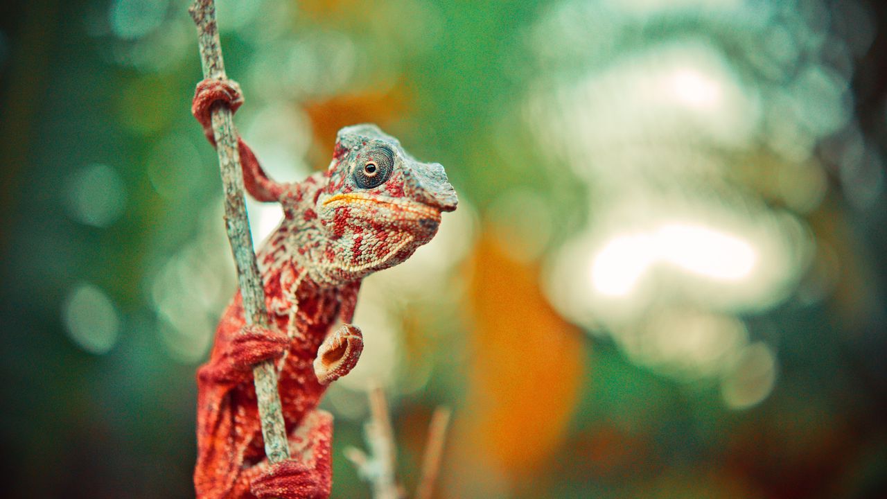 Wallpaper chameleon, reptile, lizard, color