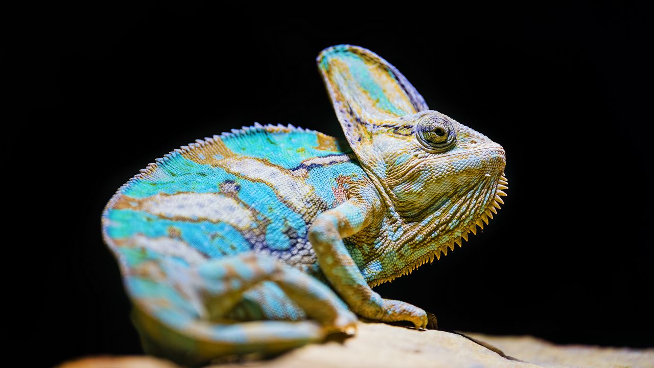 1280x720 Wallpaper chameleon, reptile, lizard, glance, turquoise